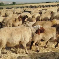 قوچ|حیوانات مزرعه|شیروان (لرستان), |دیوار