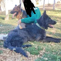 گمشده ۲قلاده