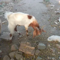 فروش دو عدد بزغاله نر