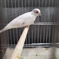 فنج سفید|پرنده|قم, آلوچو|دیوار