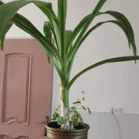 گل اشک ملکه سرحال و زنده