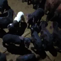 گوسفند بره دار افشار|حیوانات مزرعه|انگوران, |دیوار