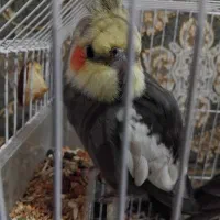عروس هلندی