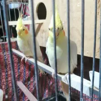 عروس هلندی مولد