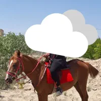 اسب|اسب و تجهیزات اسب‌سواری|دامغان, |دیوار