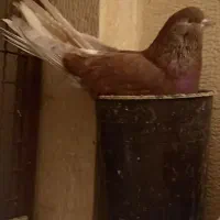 یک جفت نروماده کشیده۴۰سانتی قلدر کله پفکی نک ریز|پرنده|کرج, عظیمیه|دیوار