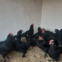 خروس فروشی|حیوانات مزرعه|مشهد, شهید احمدی روشن|دیوار