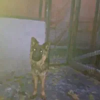 سگ ژرمن ماده معاوضه دارم