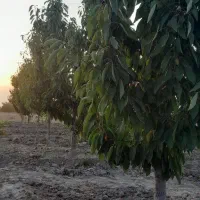 فروش-باغ-باغچه-ویلا-کشاورزی-باغچه-شهرکی-سندار