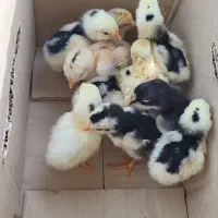 جوجه لاری و جوجه گلین