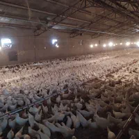 کارگر مرغداری پرورش جوجه