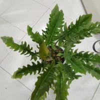 گل و گیاه، ارزان