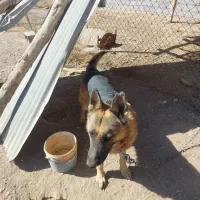 سگ ژرمن|سگ|شهر بابک, |دیوار