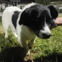 سگ پیداشده|حیوانات|بوشهر, |دیوار