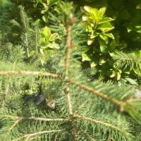 فروش نویل سبز