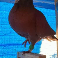 کبوترپرشی|پرنده|مشهد, امیریه|دیوار