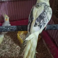 عروس نرو ماده پروانه ای