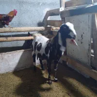 بز پاکستانی|حیوانات مزرعه|زاوه, |دیوار