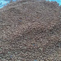 واردات بذر یونجه رنجر آمریکایی|خدمات باغبانی و درختکاری|اردبیل, |دیوار