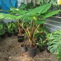 گل بابا آدم مادری|گل و گیاه طبیعی|بوشهر, |دیوار