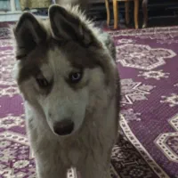 واگذاری توله هاسکی مالاموت|سگ|اصفهان, باغ زرشک|دیوار