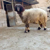 کوه داشتی لالی