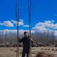 نهال تضمینی و شناسه دار|خدمات باغبانی و درختکاری|تبریز, |دیوار