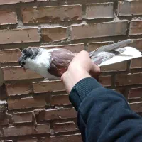 کفتر شیرازی|پرنده|اهواز, سلطانمنش|دیوار