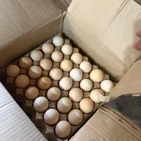 تخم مرغ محلی نژاد راس