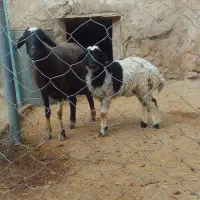 میش و بره جوان و خشگل|حیوانات مزرعه|ملایر, |دیوار