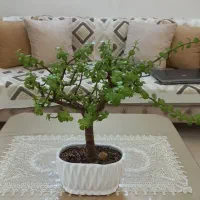 گل بنسای خرفه ای