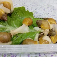 حلزون