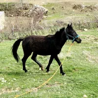 اسب|اسب و تجهیزات اسب‌سواری|سیلوانه, |دیوار