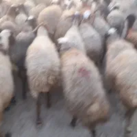 ۳۲راس وگوسفند داشتی جوان|حیوانات مزرعه|سنقر, |دیوار