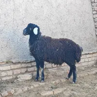 یک راس بره نر