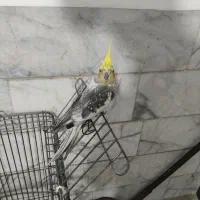 عروس هلندی طوسی