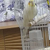 عروس هلندی ماده بالغ لوتینو