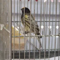 پرنده. گلبسر  قناری سهره ماده کارداده
