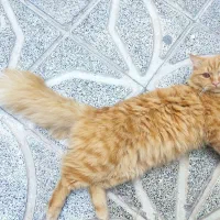 واگذاری گربه میکس پرشین اسکاتیش|گربه|تبریز, |دیوار