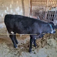 گاو و گوساله سمینتال|حیوانات مزرعه|دره شهر, |دیوار