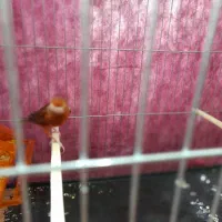 قناری سوخته سرخ|پرنده|کرمان, |دیوار