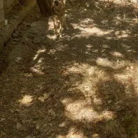 توله ژرمن یک ساله موبلند