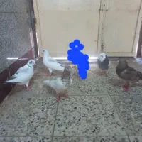 کبوتر