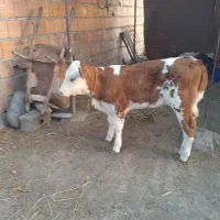 گاو گوساله دار|حیوانات مزرعه|آق قلا, |دیوار