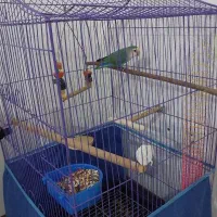 کوتوله برزیلی با تمام وسایل|پرنده|شیراز, سرو|دیوار