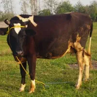 گاو گوساله شیری|حیوانات مزرعه|رشت, شالکو|دیوار