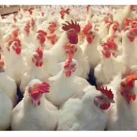 اجاره مرغداری گوشتی