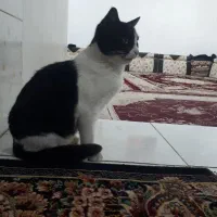 پشی|گربه|ایلام, |دیوار