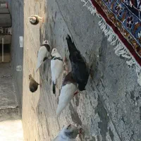 کبوتر زاغ ماده