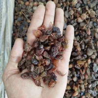 کشمش آبگیری|خوردنی و آشامیدنی|بومهن, |دیوار